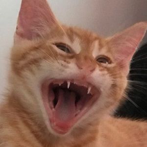 Meet your Posher, Kayli